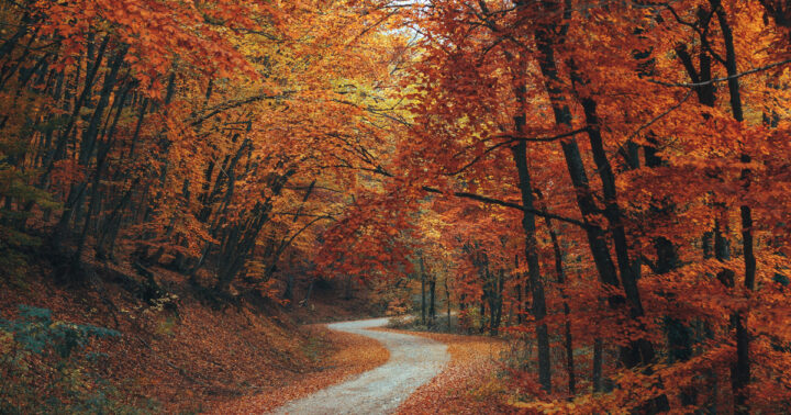 Bilden visar en väg som är omgiven av en skog pryd i höstfärger