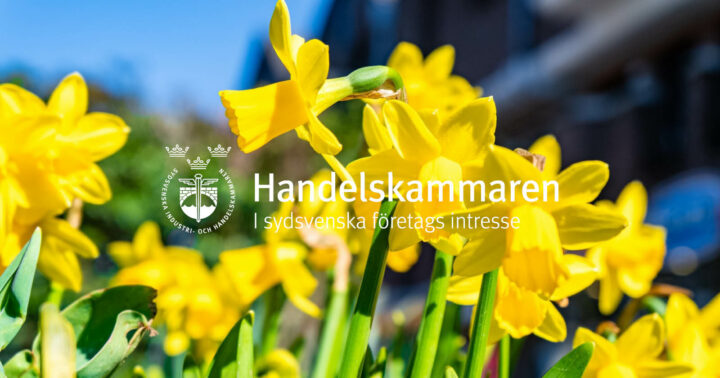 Vårig bild med påskliljor. I mitten ser man Handelskammarens logga